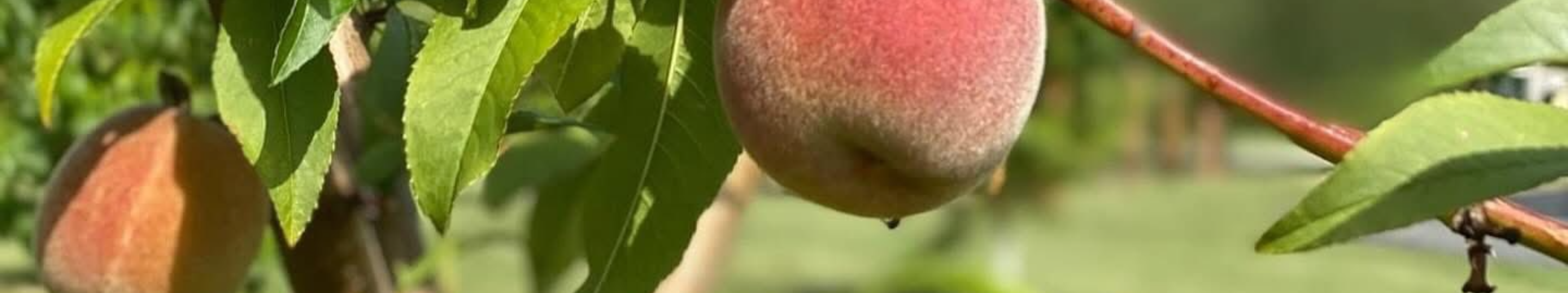 Orchard Bar & Table 3266 Orchard Bar & Table